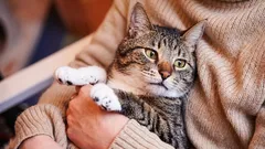 Kada su mačke stare i kako se njihova starost razlikuje od one kod pasa