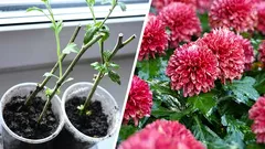 Kako razmnožiti krizanteme: reznice u proljeće