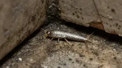 Nalazi srebra u kupaonici? Evo kako utvrditi uzrok i dovesti situaciju pod kontrolu.