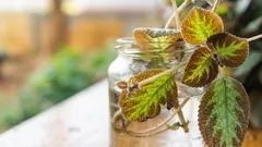 20 sobnih biljaka koje je lakše razmnožiti reznicama nego kupiti