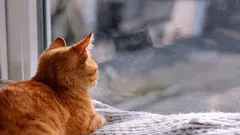 Kako mačke znaju da će njihov vlasnik uskoro doći kući