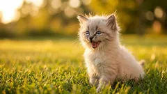 Zašto mačka često zavija kao odgovor kad joj vlasnik govori?