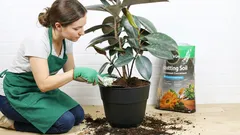 Biljke kojima je potrebna godišnja zamjena tla. Ne propustite svoju priliku ovog proljeća!