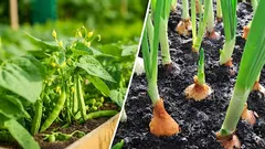 Zašto odvajati grah od luka: pogreška koja će uzrokovati venuće oboje