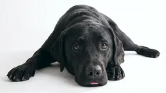 9 stvari koje će vašeg psa učiniti ljutitim i ogorčenim prema vama: Što ne smijete raditi ako želite biti dobri prema svom psu